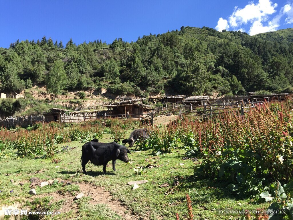 草原上的黑牛与自然风光