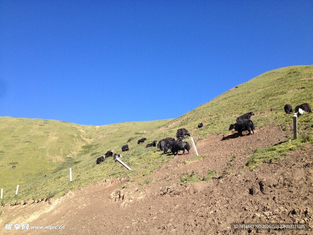 山坡上的牛群