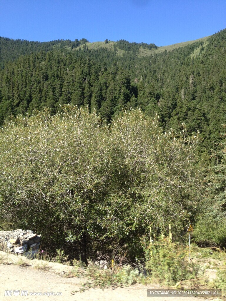 山间绿意盎然的灌木丛