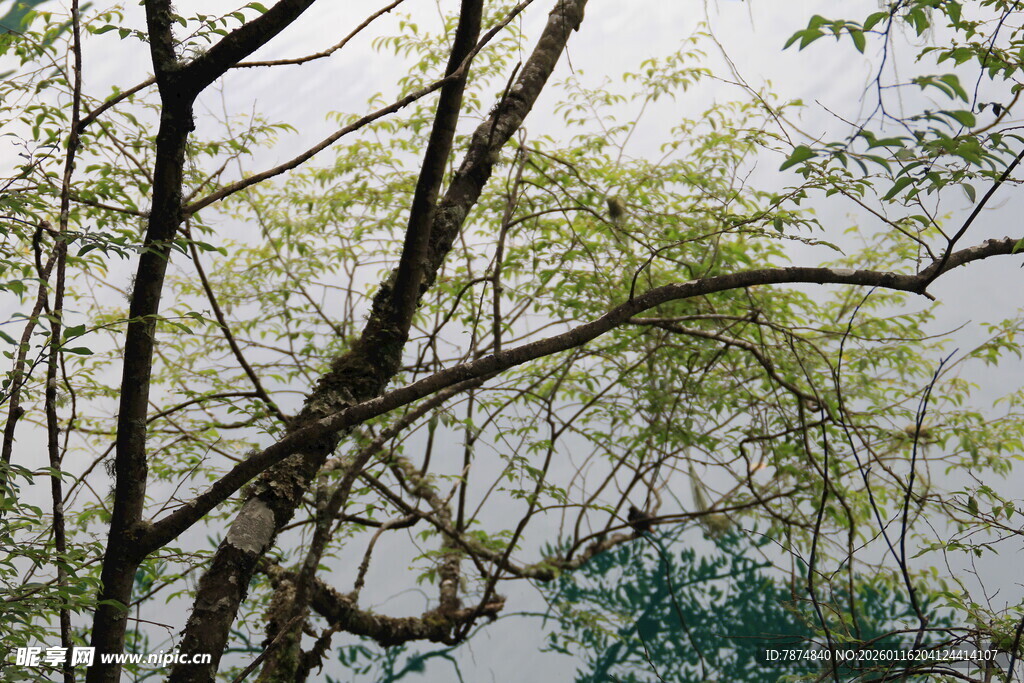 林间枝叶繁茂的树木景观