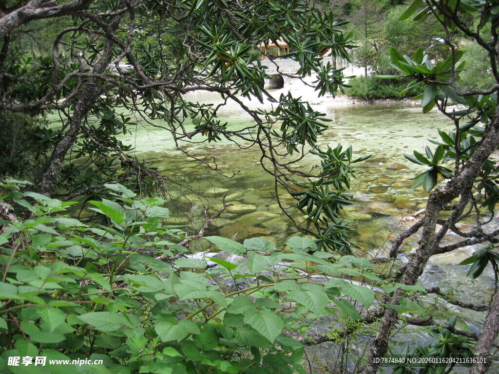 林间绿意中的朦胧景致