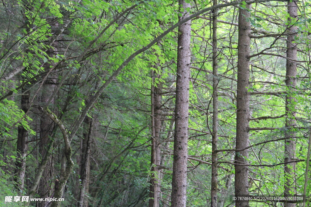 茂密树林中的挺拔树木
