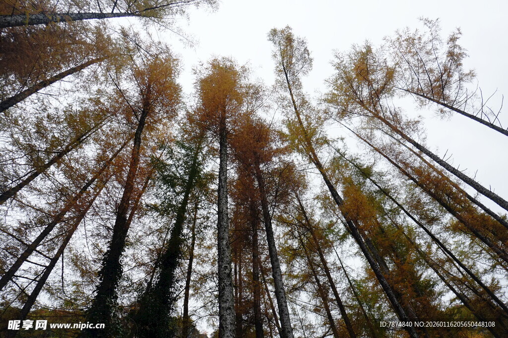 仰观秋日挺拔树林