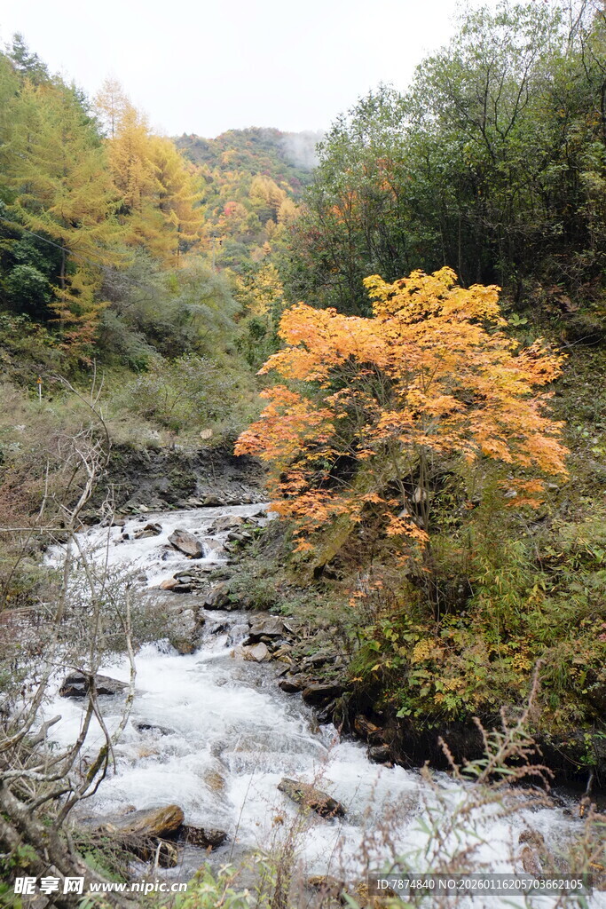 秋日溪边斑斓景致
