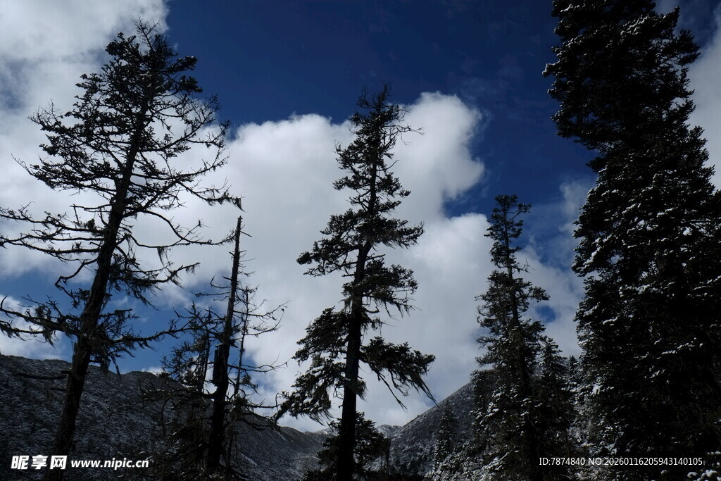 山林间蓝天白云下的树木