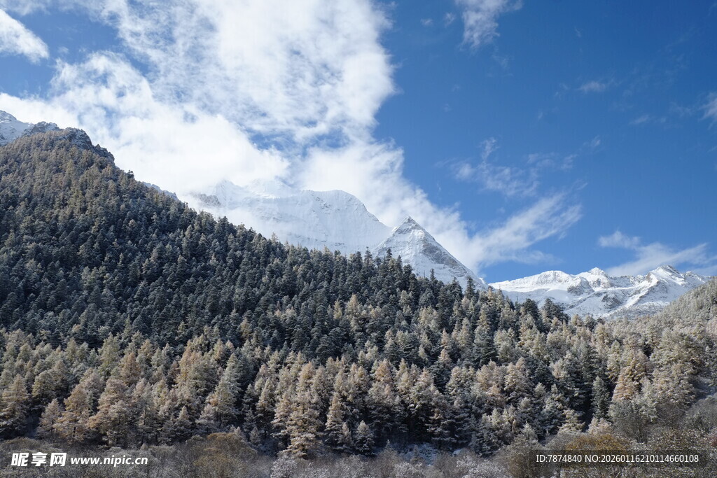 雪山下的葱郁山林