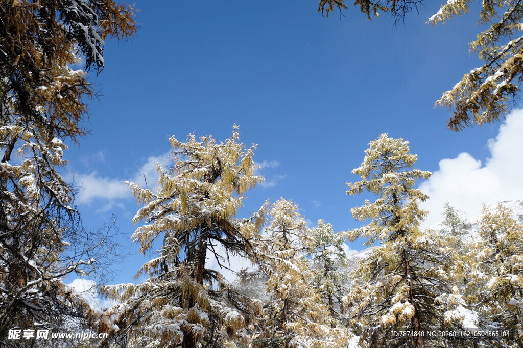 雪覆松林映蓝天