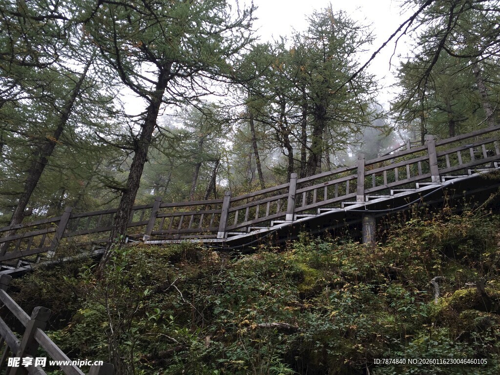 山间木质栈道隐于树林间