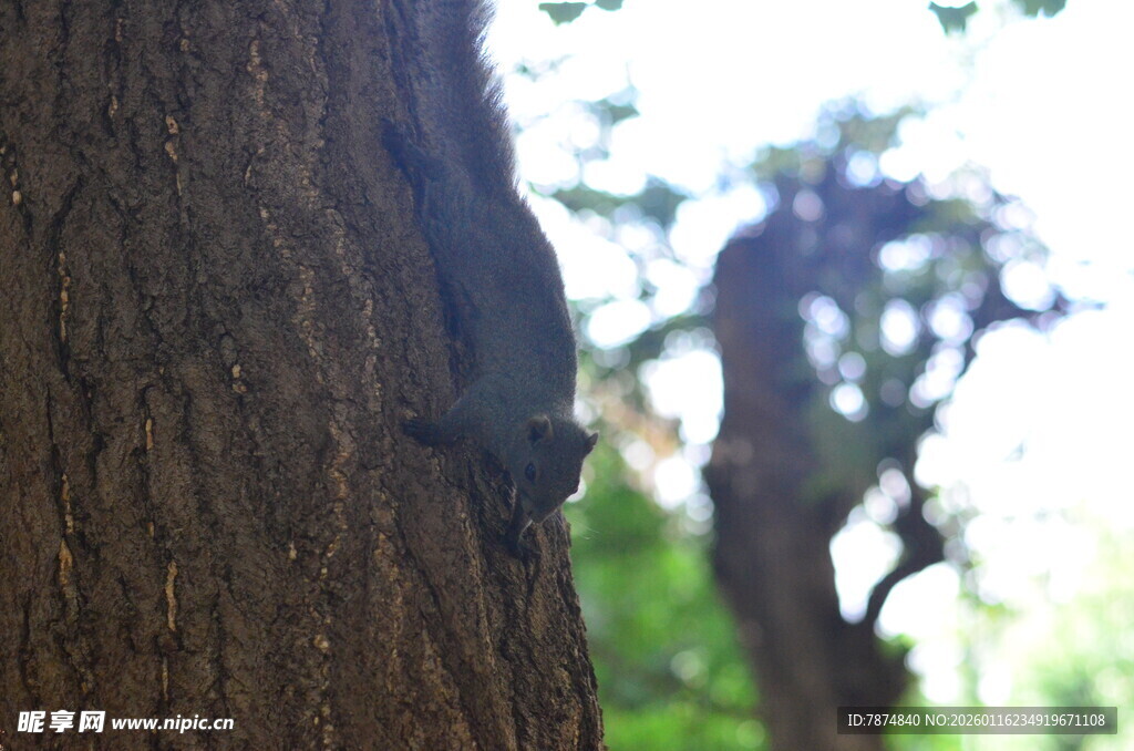 树干上的小松鼠