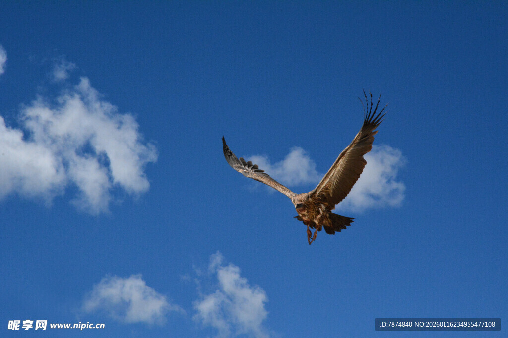 蓝天中翱翔的飞鸟
