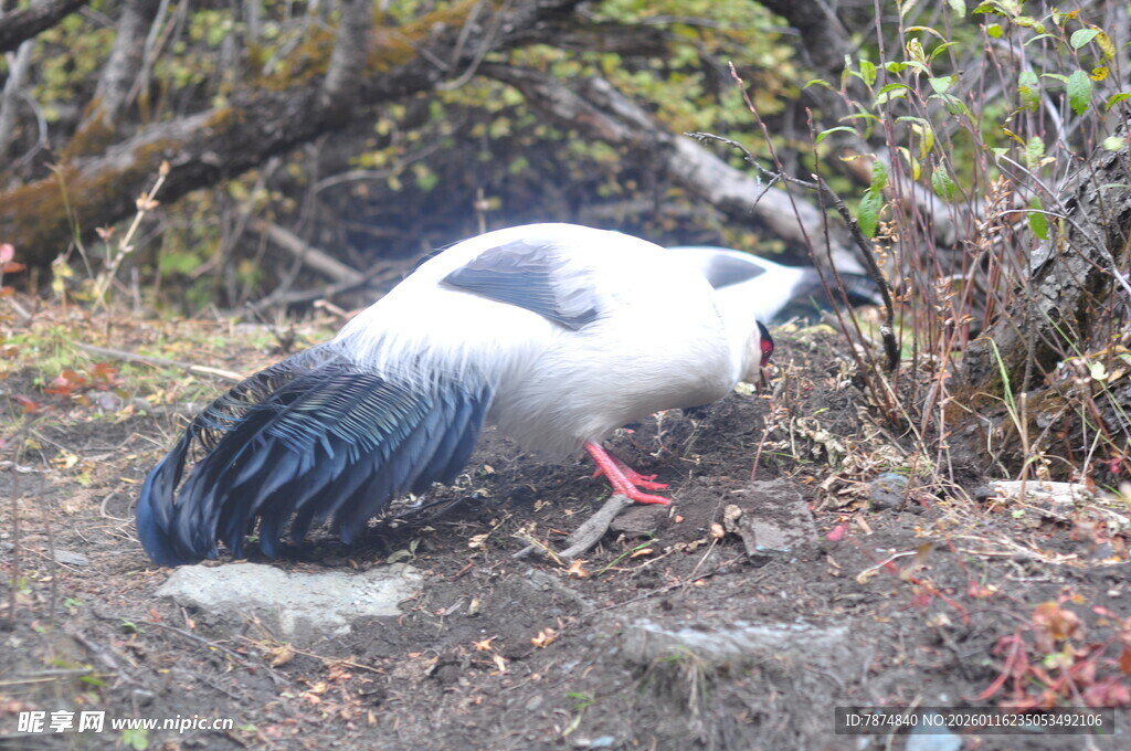 地面栖息的黑白羽毛鸟类