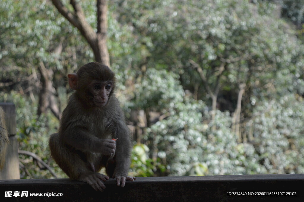 独坐栏杆的猴子