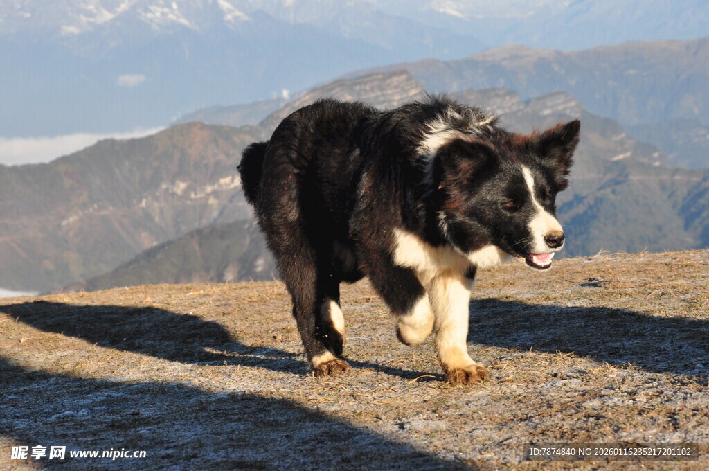 高山上的黑白边牧