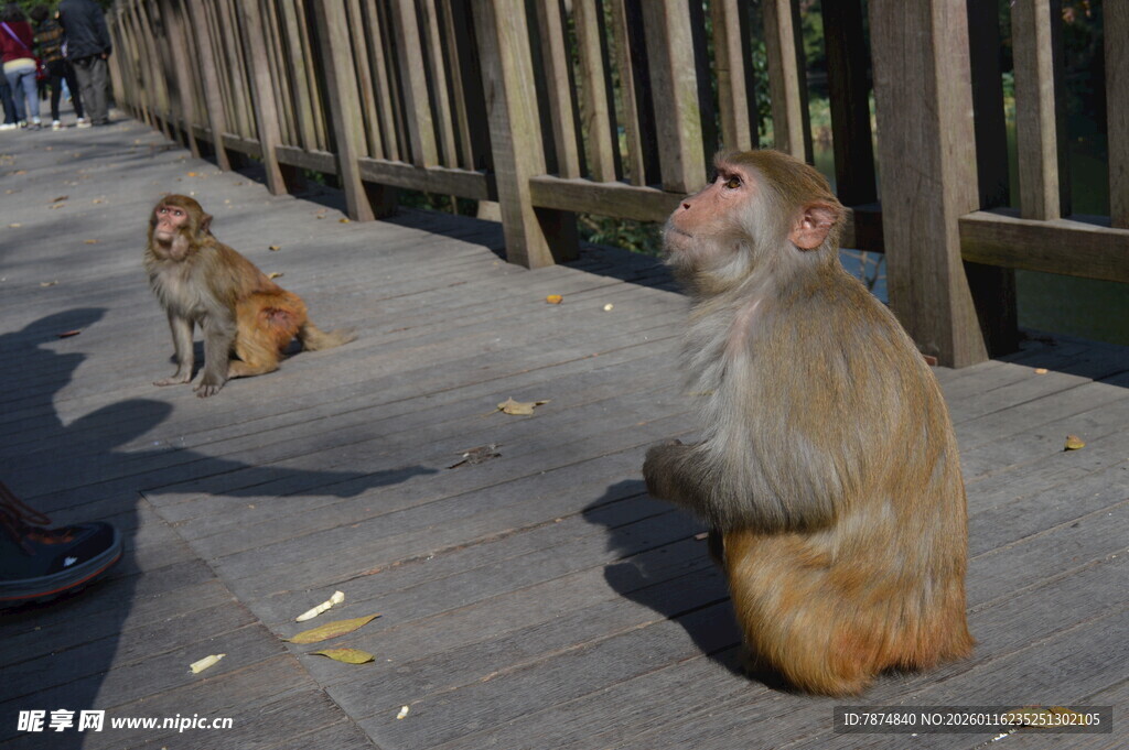 路边两只猴子坐地张望