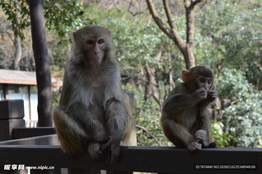 两只猴子坐于户外栏杆