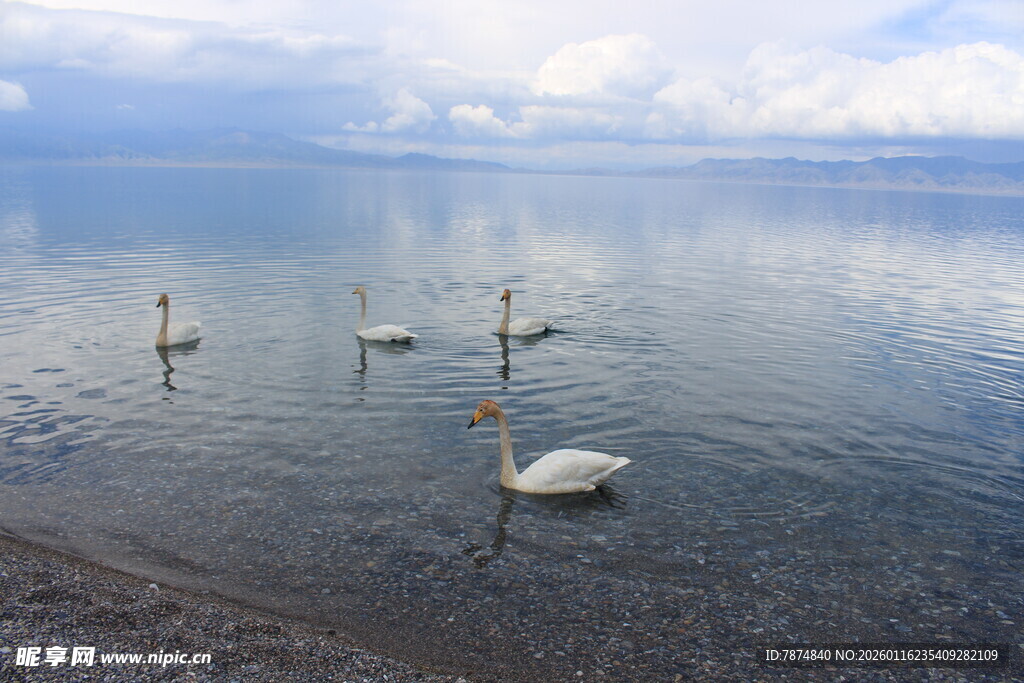 湖畔天鹅悠游于碧水蓝天