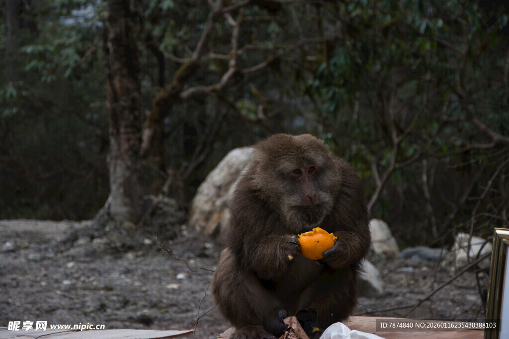 狒狒手持橙子进食瞬间