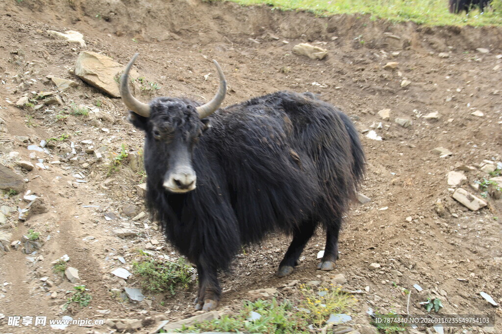 草原上的黑色牦牛