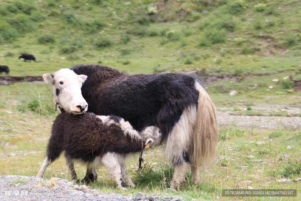 母牦牛与幼崽温馨画面