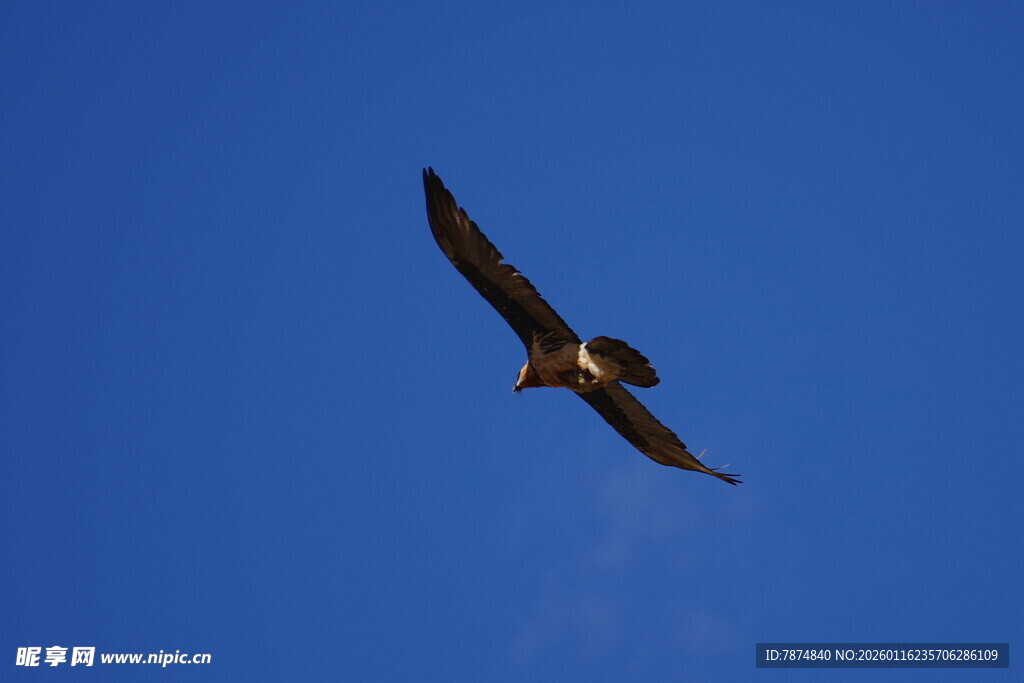 蓝天中翱翔的雄鹰