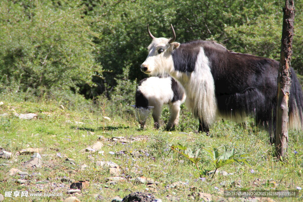 草原上的牦牛与牧人