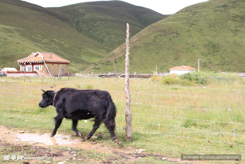 草原上的黑牛与蒙古包