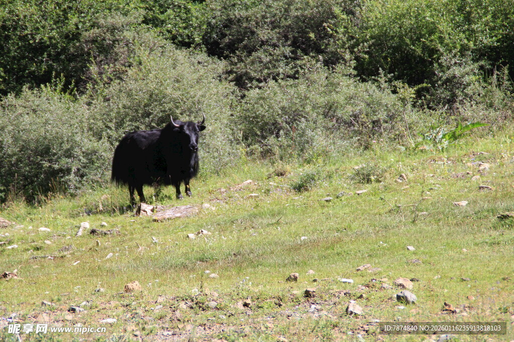 草原上的黑色牦牛