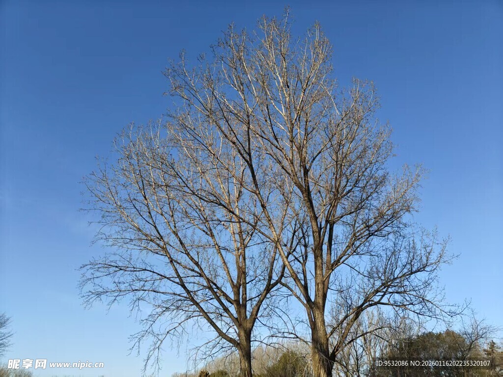 蓝天映衬下的光秃树木