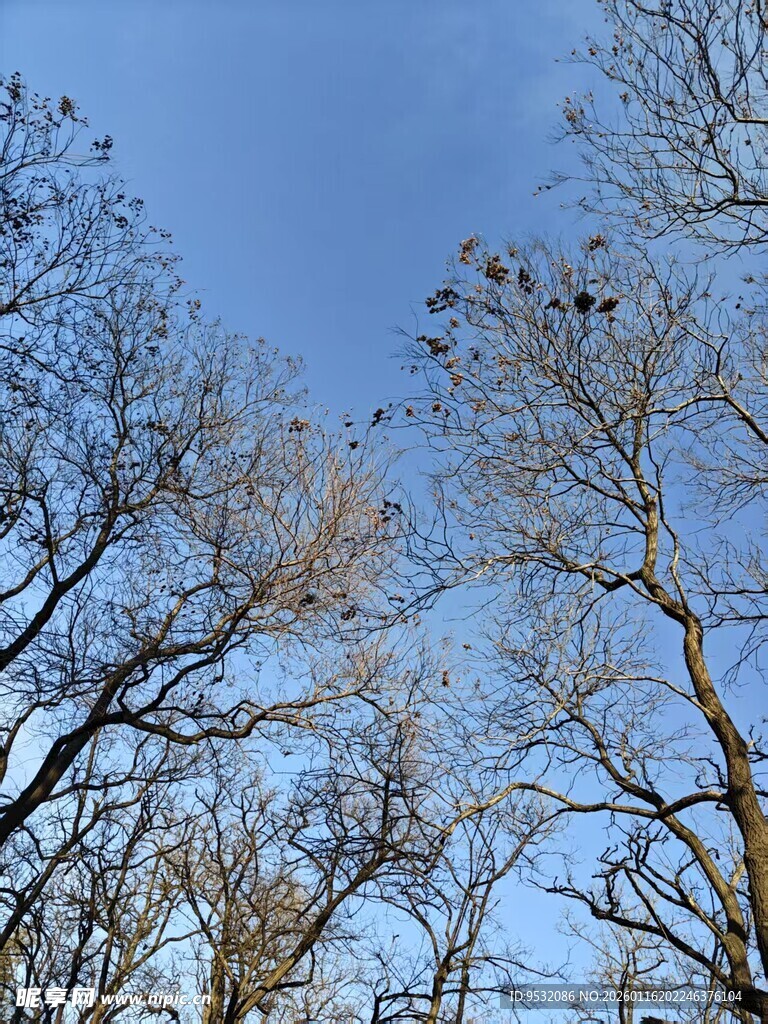 仰观冬日光秃树木枝干
