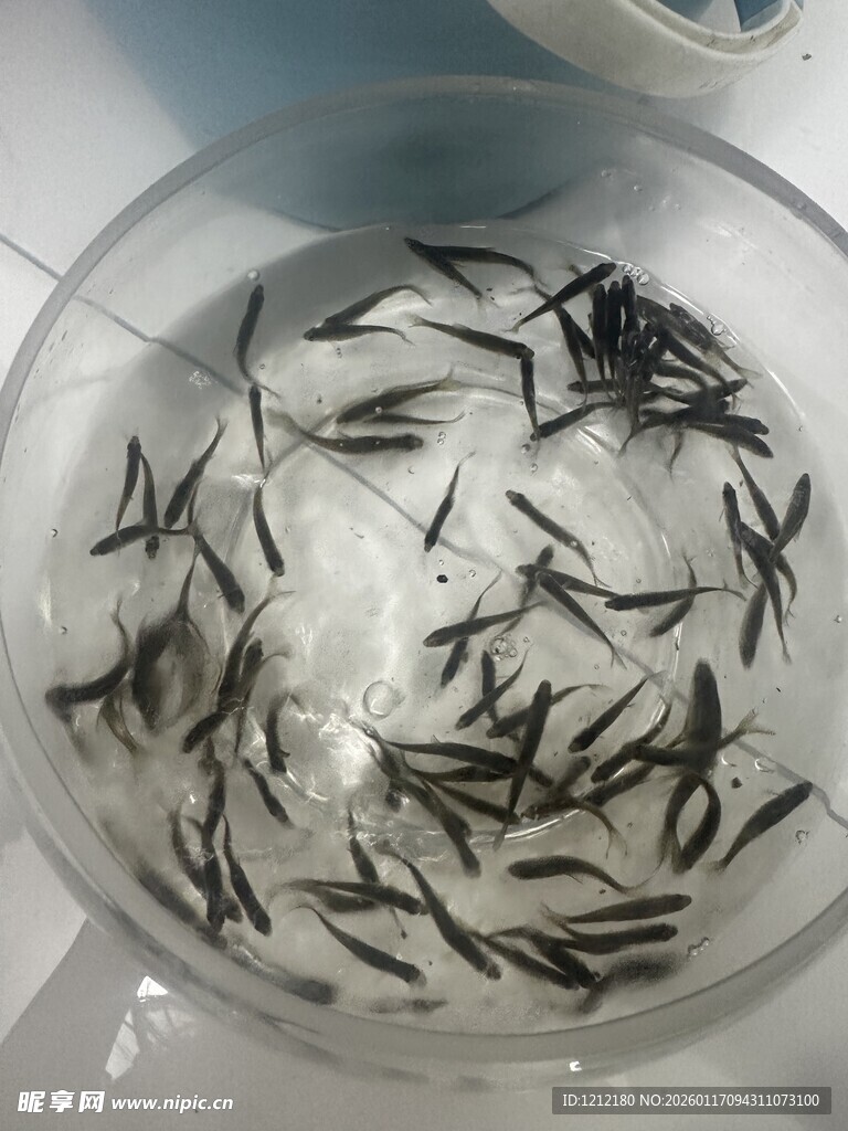 透明容器中的黑色小鱼苗