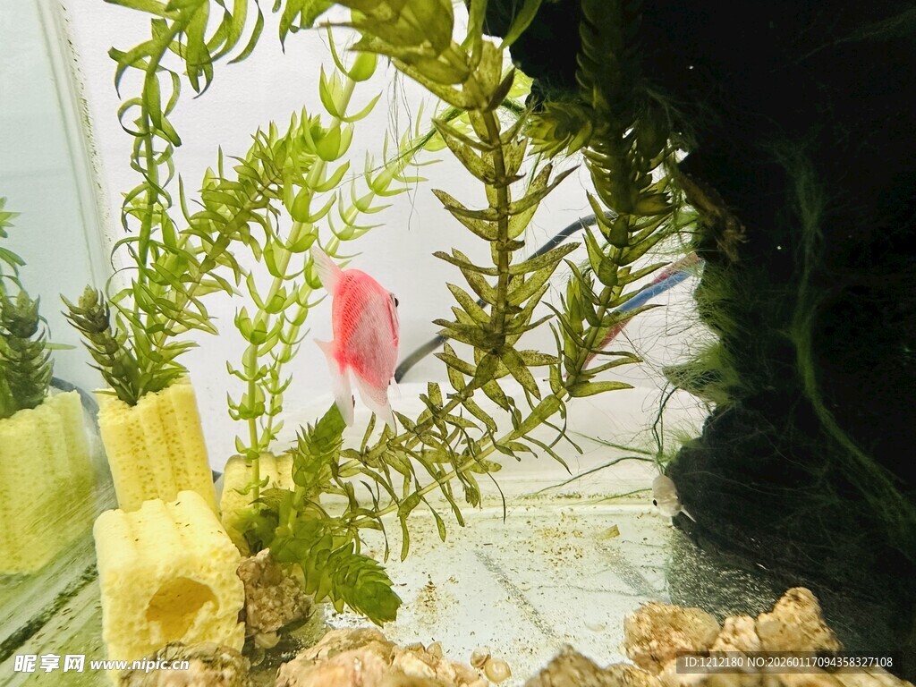 水族箱中的绿植与小鱼