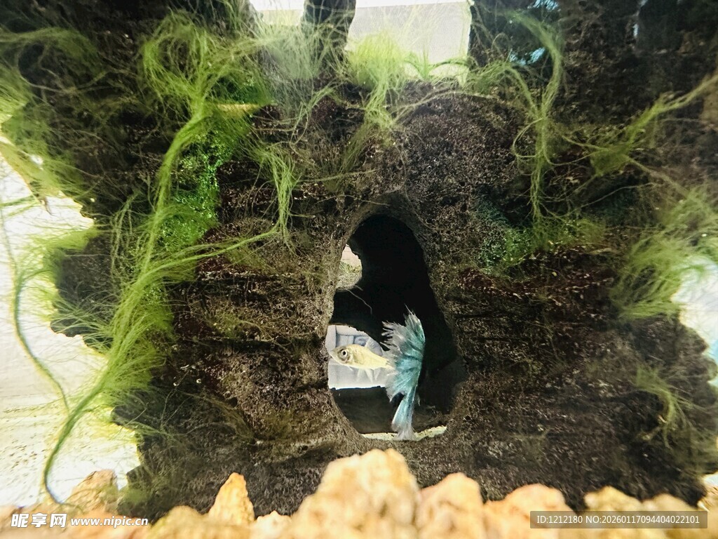 水草造景中的小鱼洞穴