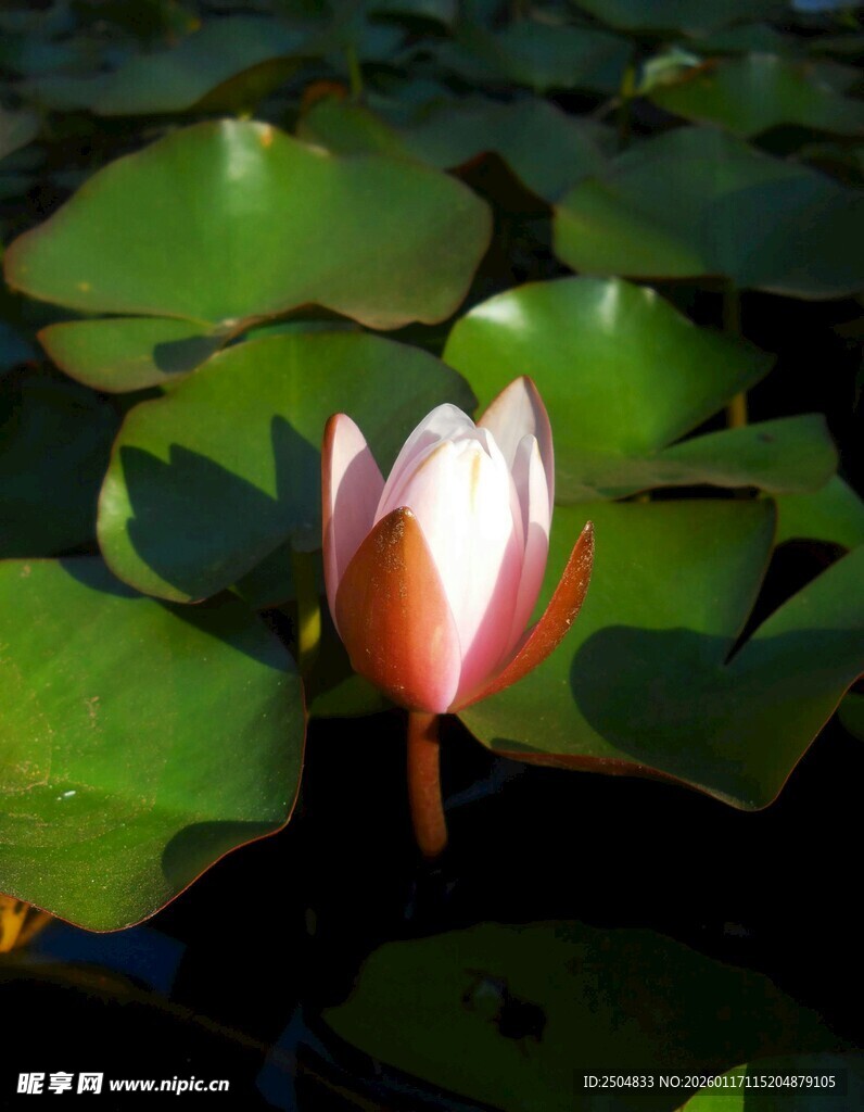 绽放的粉色睡莲