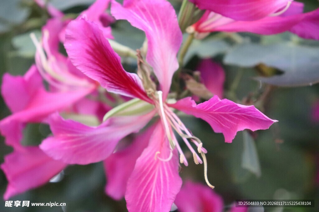 娇艳粉色花卉特写