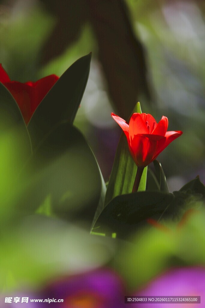 娇艳红郁金香绽放