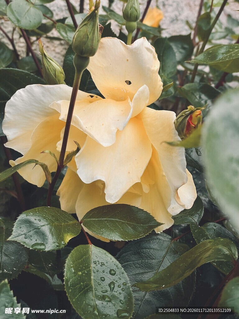 黄艳山茶花绽放