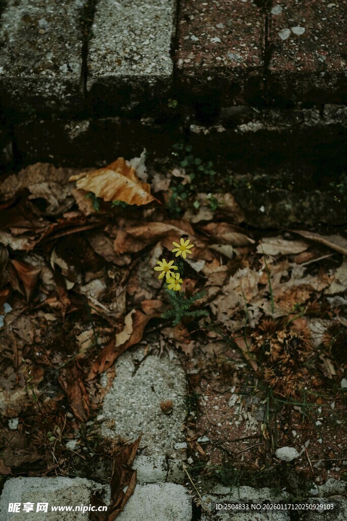 砖缝间的落叶与小草