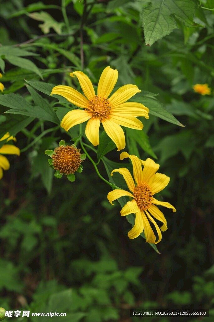 黄色小花绽放绿叶间