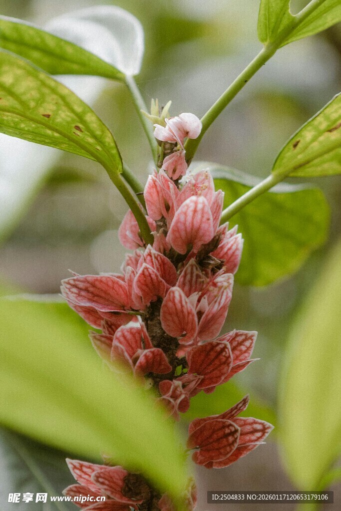 粉嫩花苞绽于绿叶间