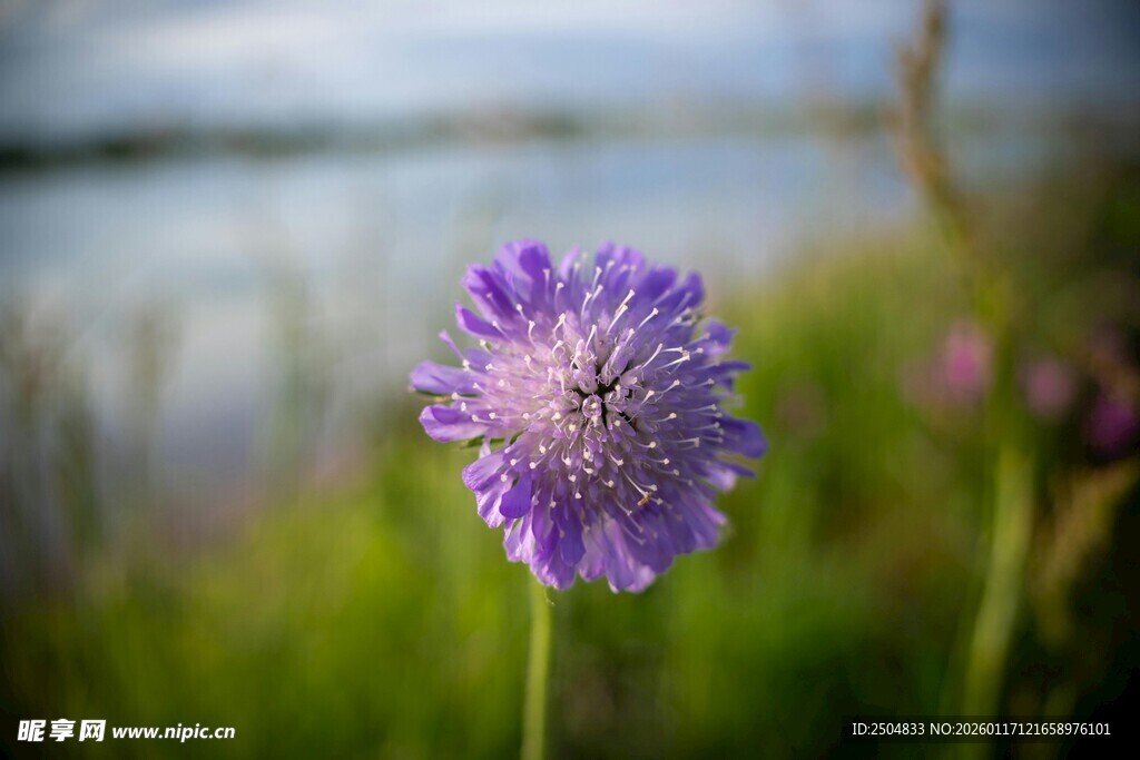 水边绽放的紫色美丽花朵
