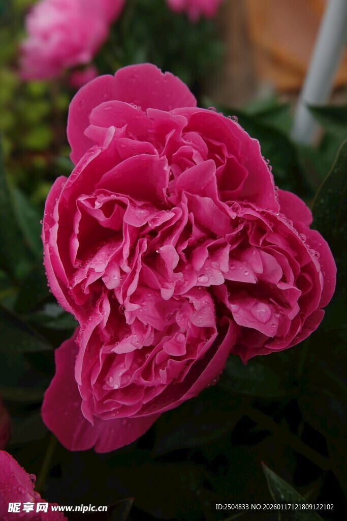 娇艳盛开的粉色牡丹花