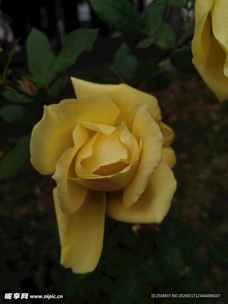 娇艳黄玫瑰