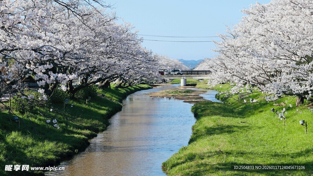 河畔烂漫樱花绽放