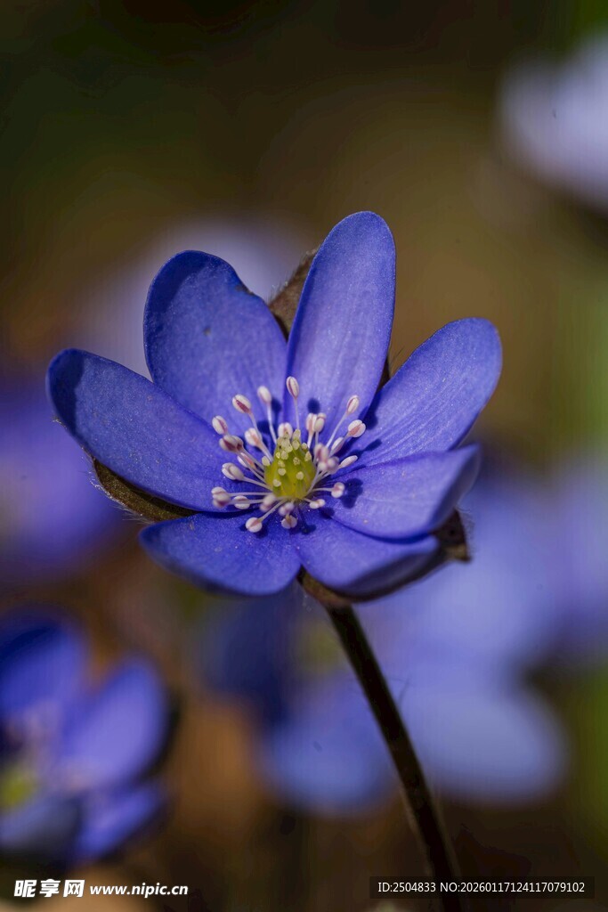 蓝色银莲花特写