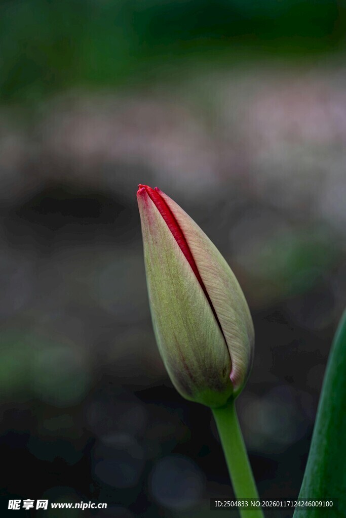 含苞待放的红色郁金香