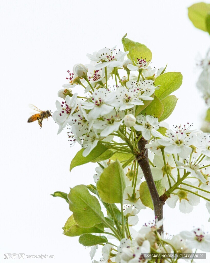 蜜蜂采蜜于洁白花朵间