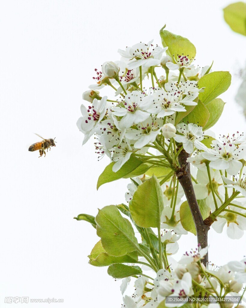 蜜蜂采蜜于洁白花朵间