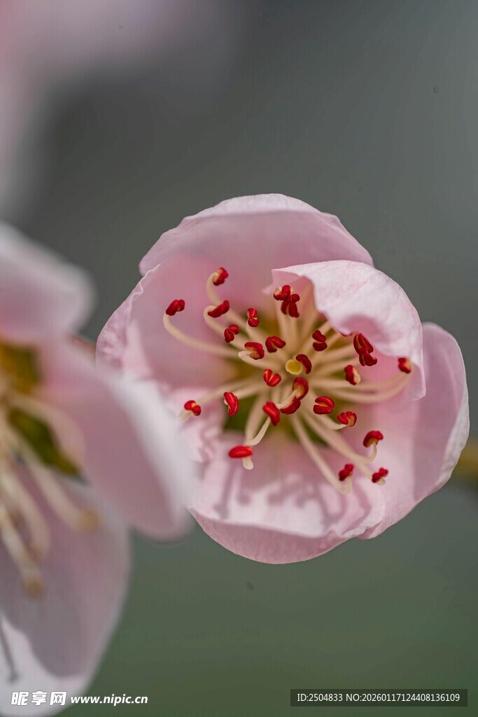 娇艳粉色花朵特写