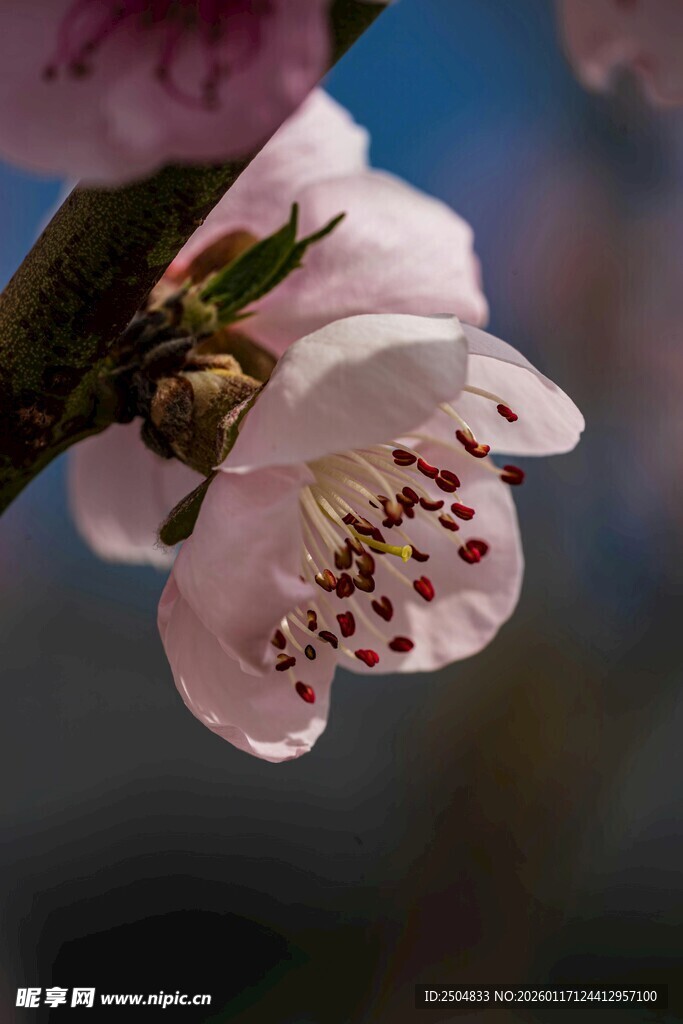 娇艳桃花绽放枝头