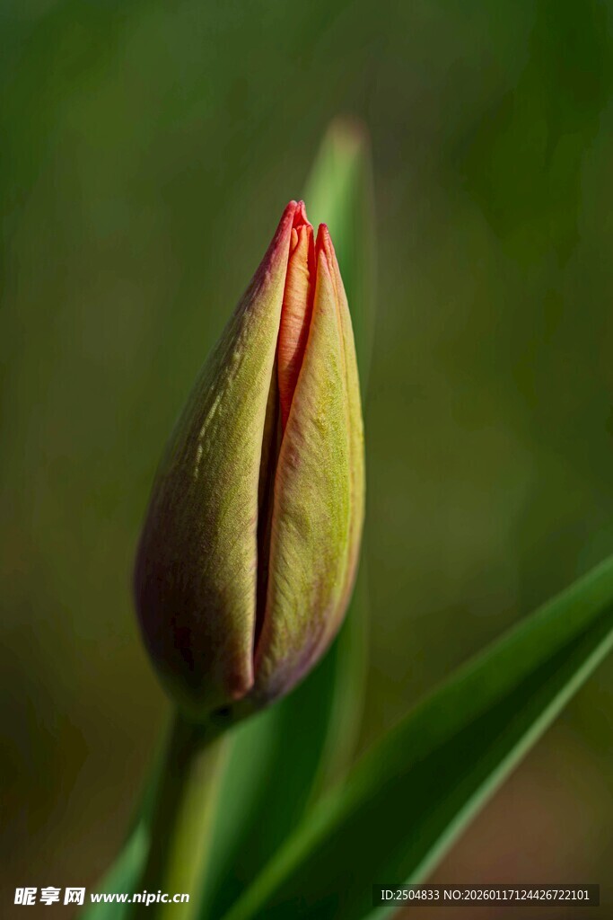 含苞待放的郁金香